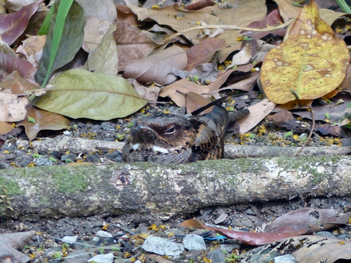 Philippine Nightjar - ML583811581