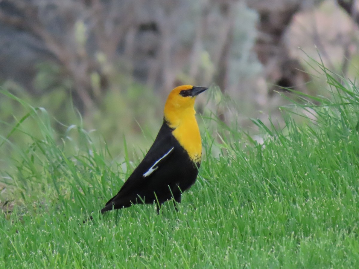 Yellow-headed Blackbird - ML583812801