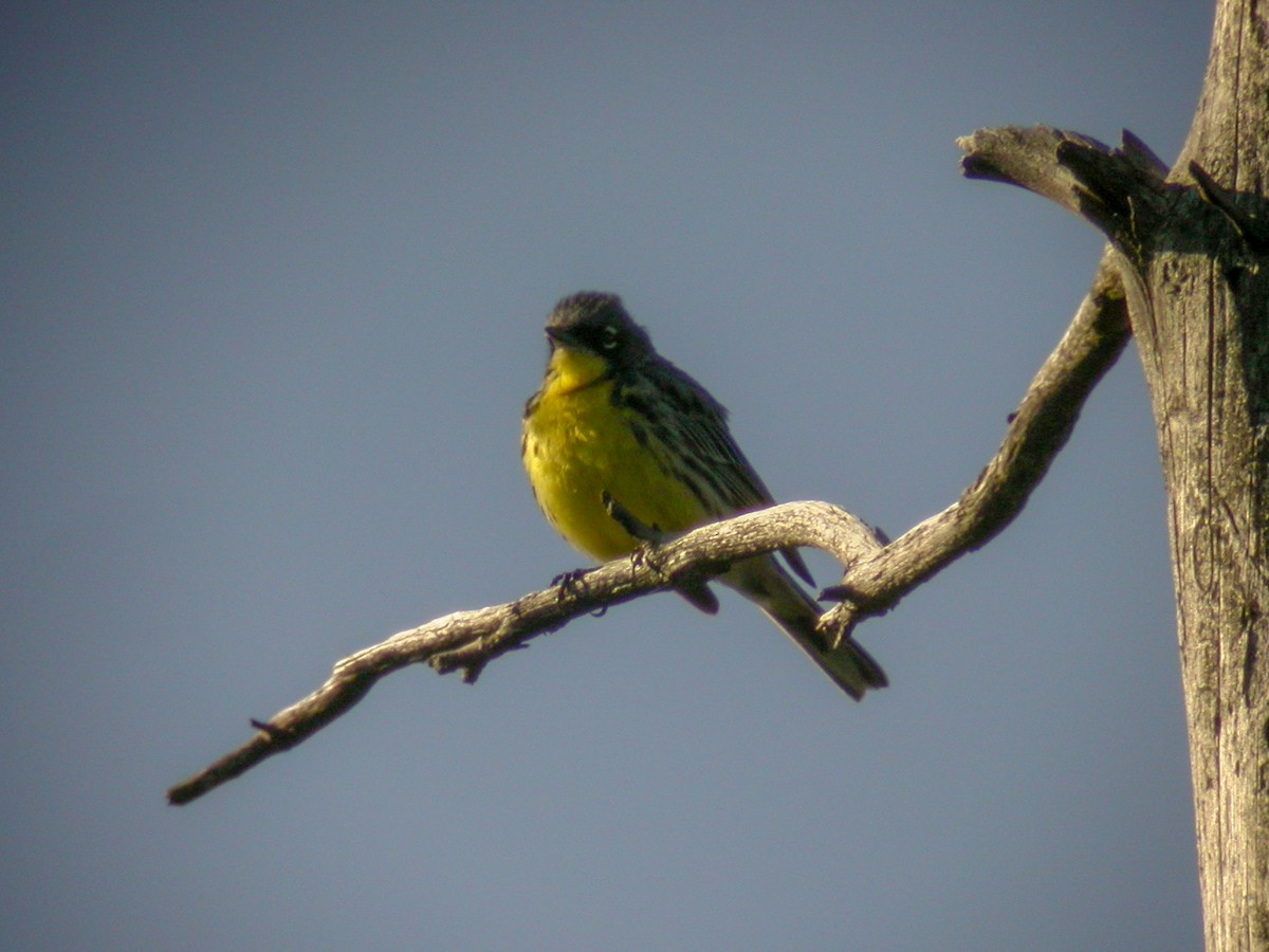 Kirtland's Warbler - ML583812931