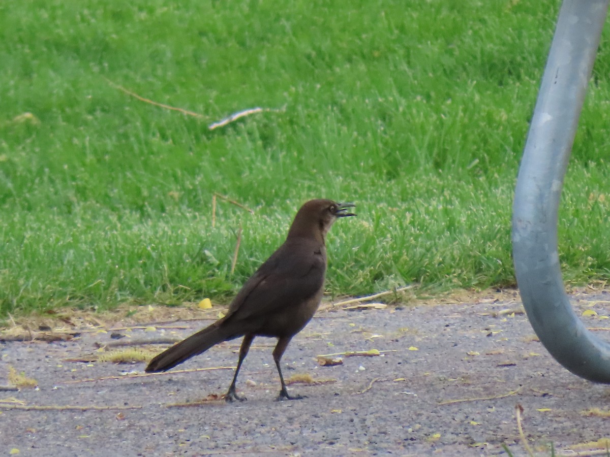 Great-tailed Grackle - ML583813011
