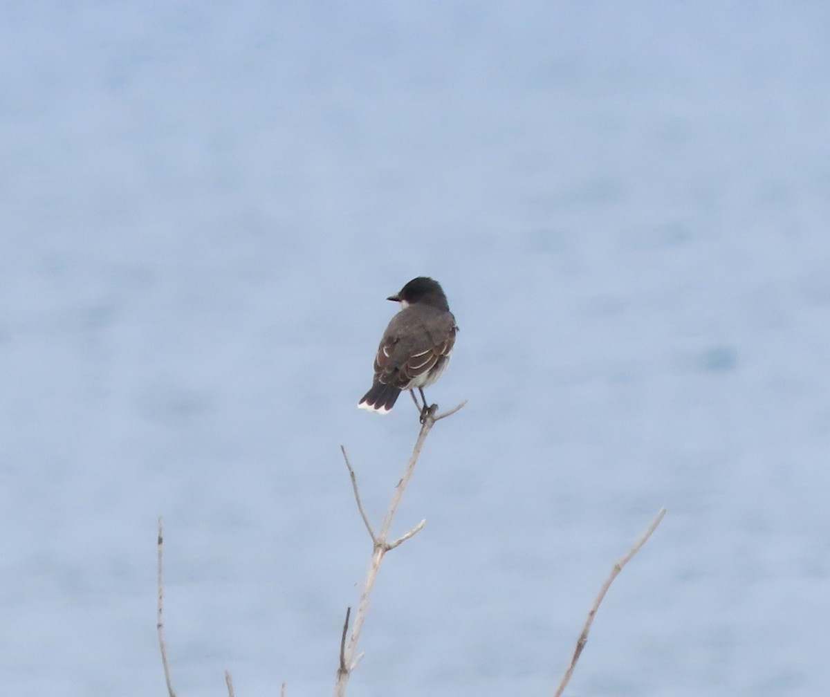 Eastern Kingbird - ML583813201