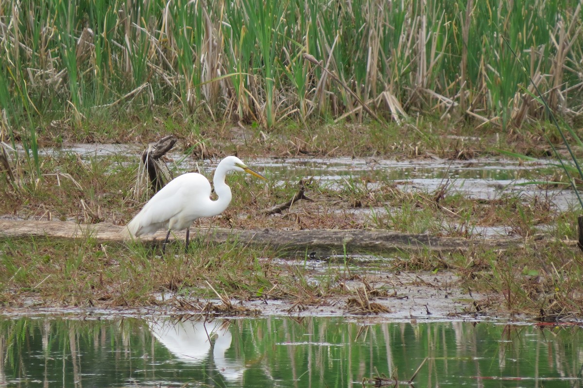 Great Egret - ML583813381