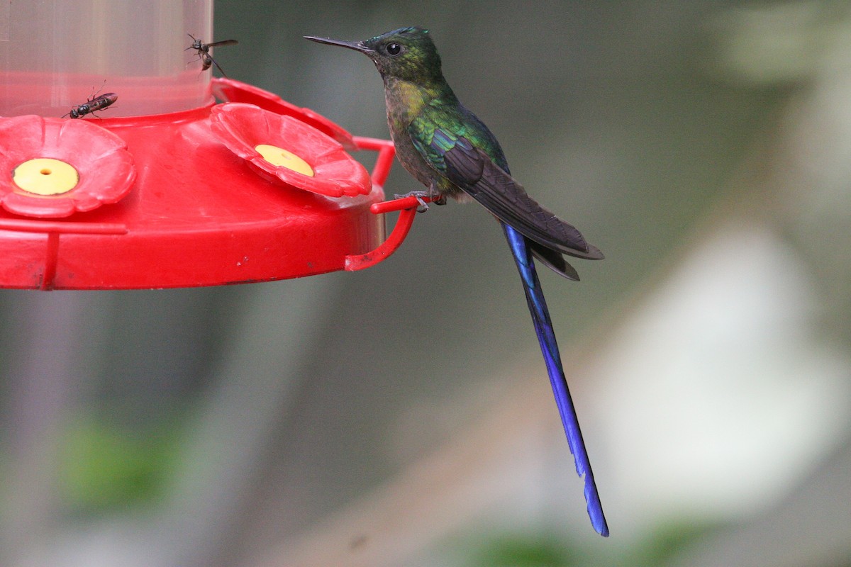 Violet-tailed Sylph - ML583813551