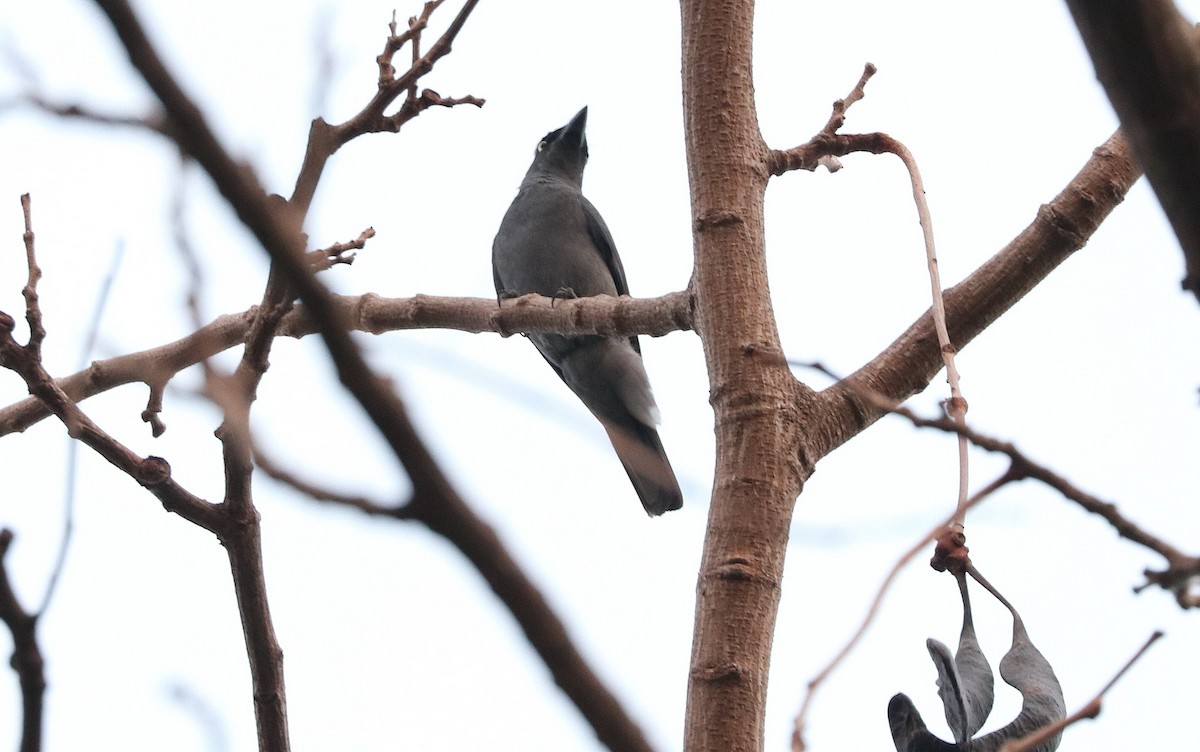 Blackish Cuckooshrike - Argrit Boonsanguan