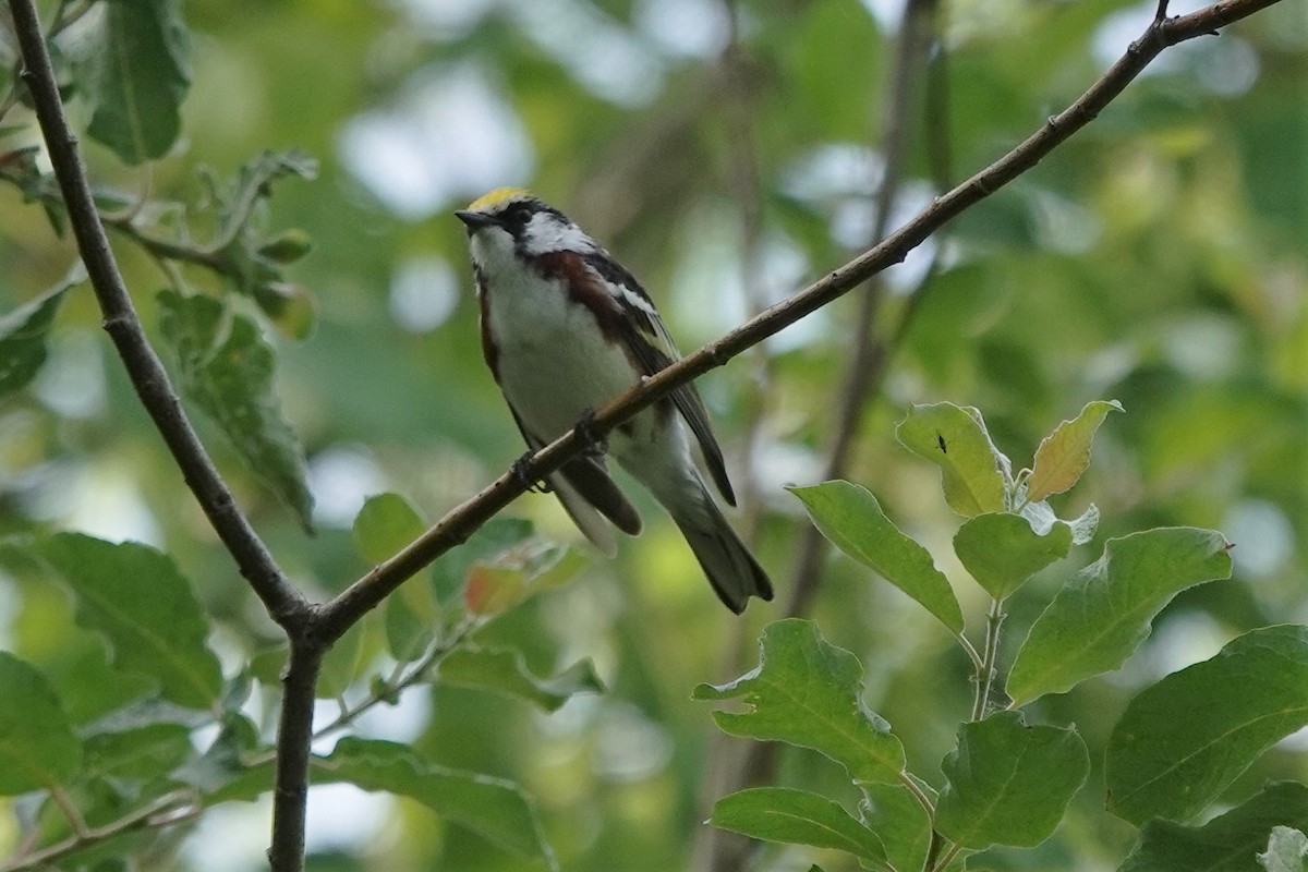 Chestnut-sided Warbler - ML583814411