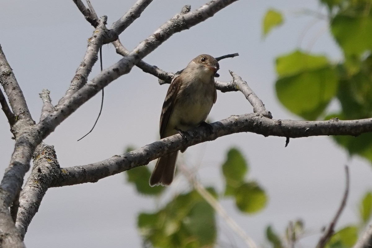 Willow Flycatcher - ML583814581