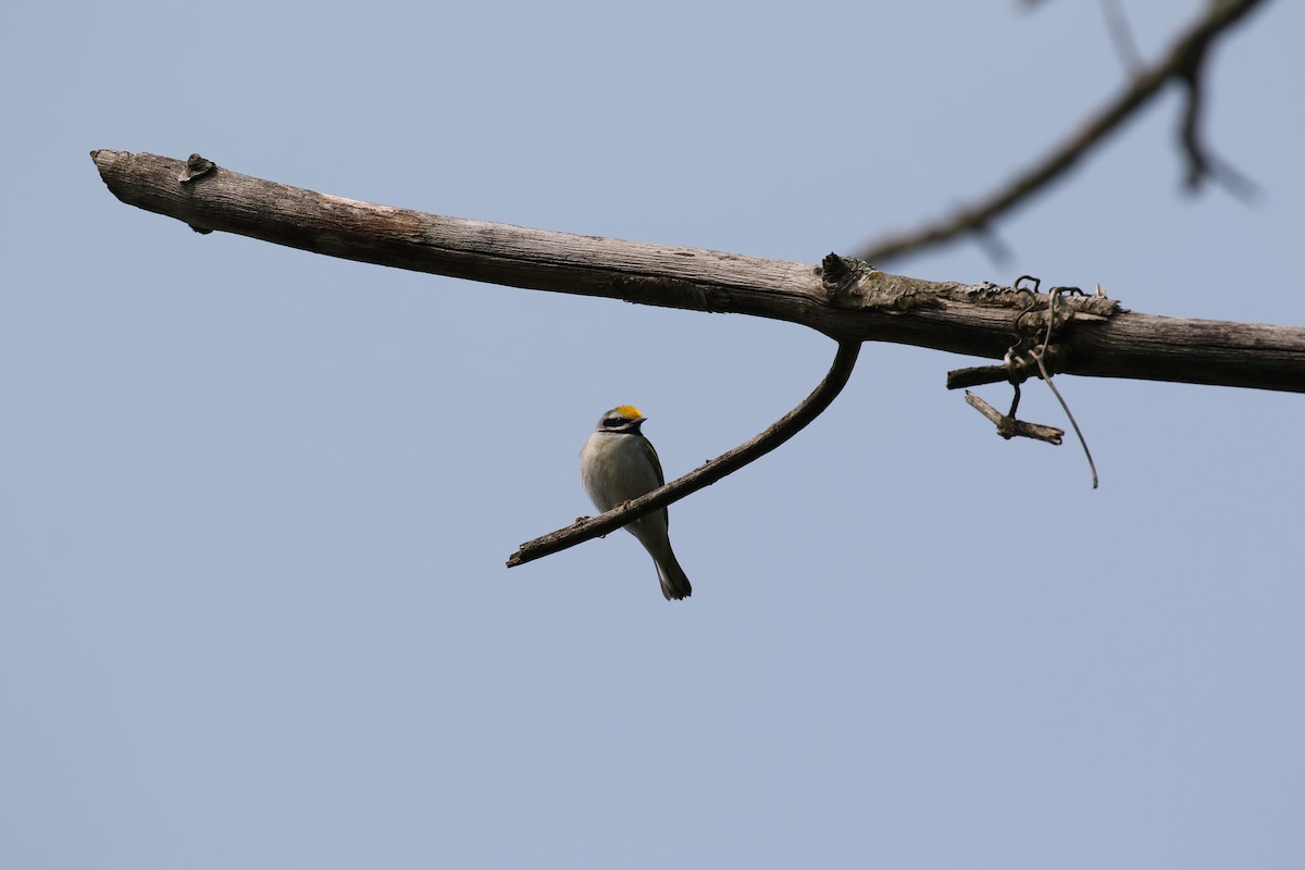 Golden-winged Warbler - ML583815101