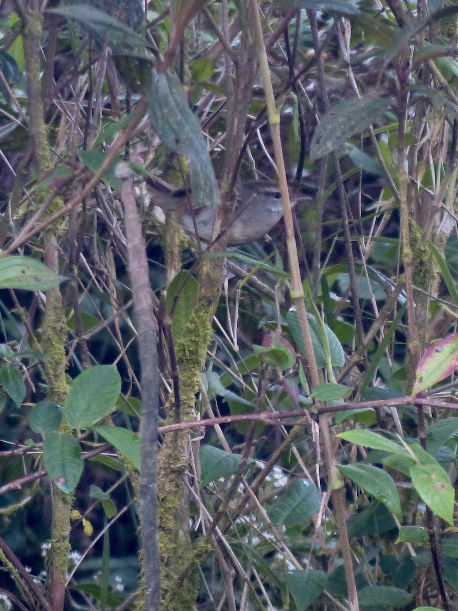 Philippine Bush Warbler - ML583817291
