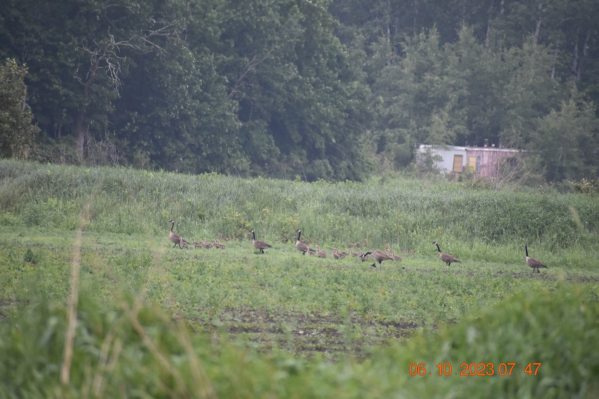 Canada Goose - ML583818971