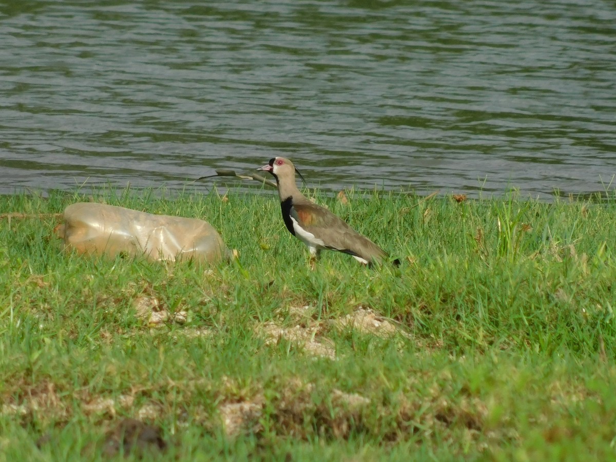 Southern Lapwing - ML583820121