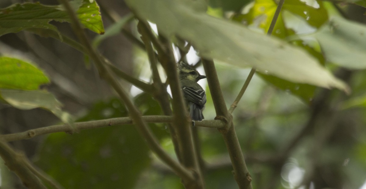 Indian Yellow Tit - The Pollachi Papyrus