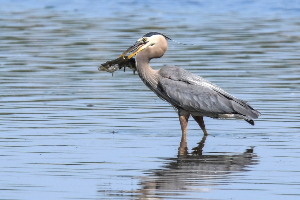 Garza Azulada - ML583821781