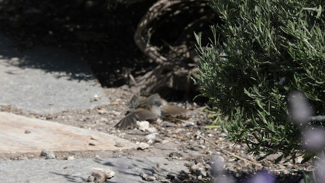 Oak Titmouse - ML583822691