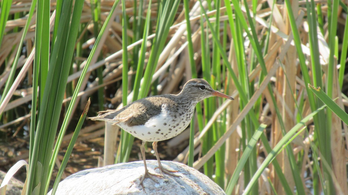 Spotted Sandpiper - ML583822901