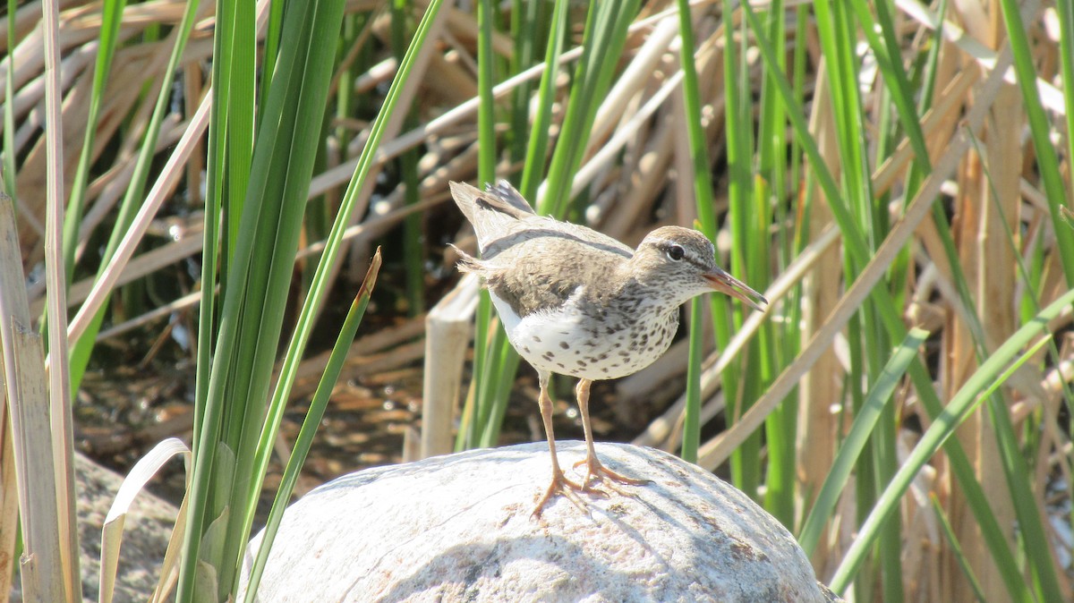 Spotted Sandpiper - ML583822991