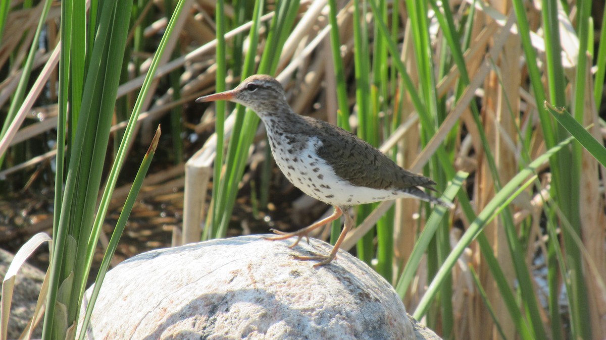 Spotted Sandpiper - ML583823151