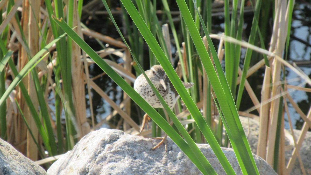 Spotted Sandpiper - ML583823251