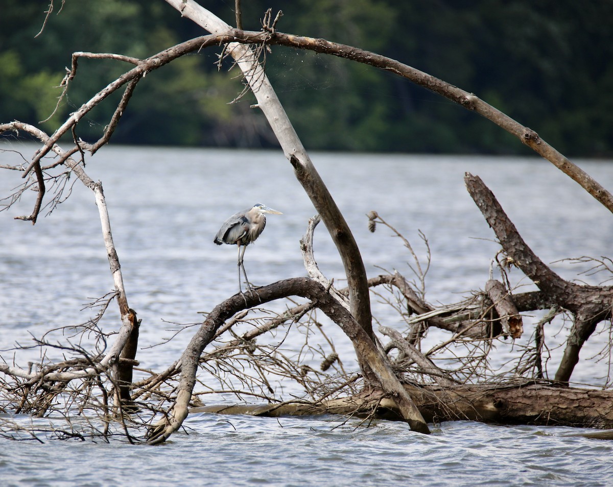 Great Blue Heron - ML583824881