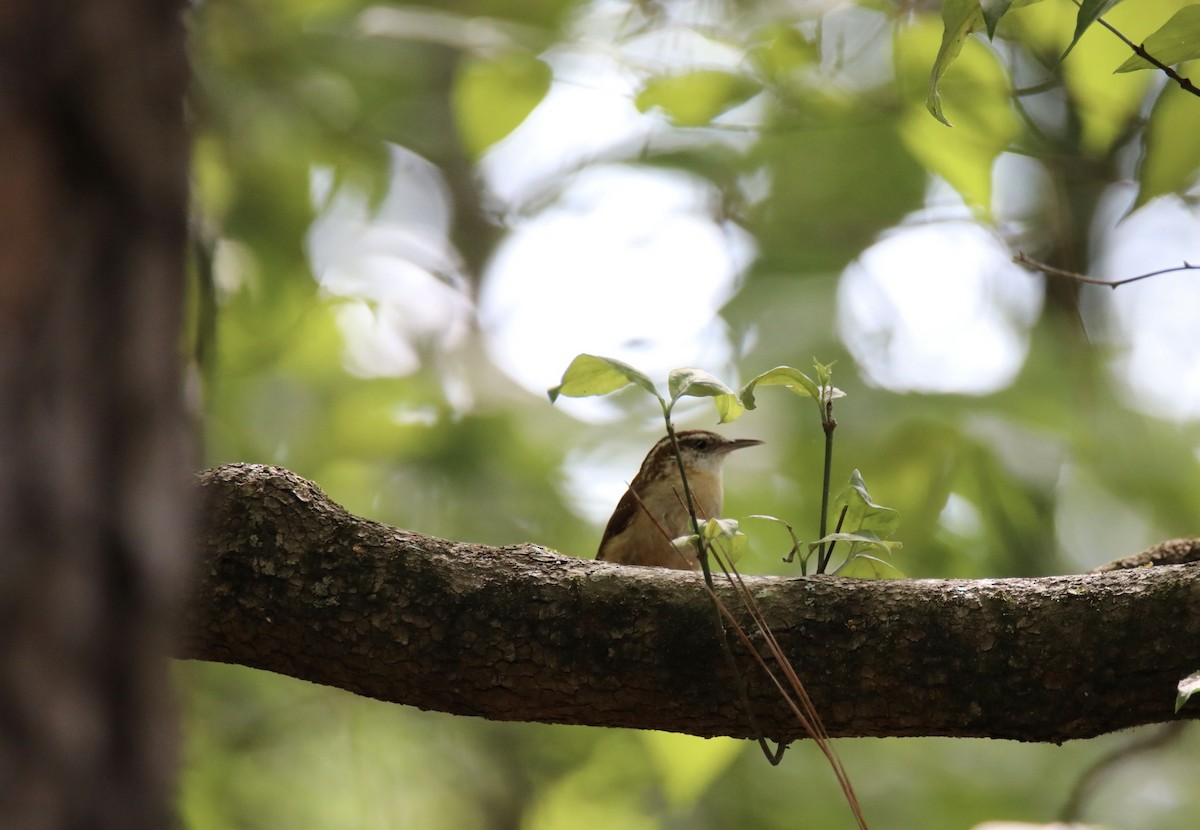 Carolina Wren - ML583825031