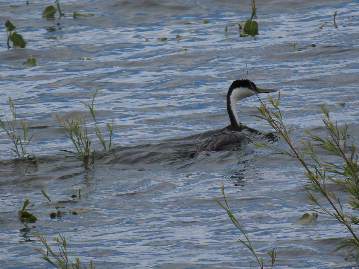 Western Grebe - ML583825061