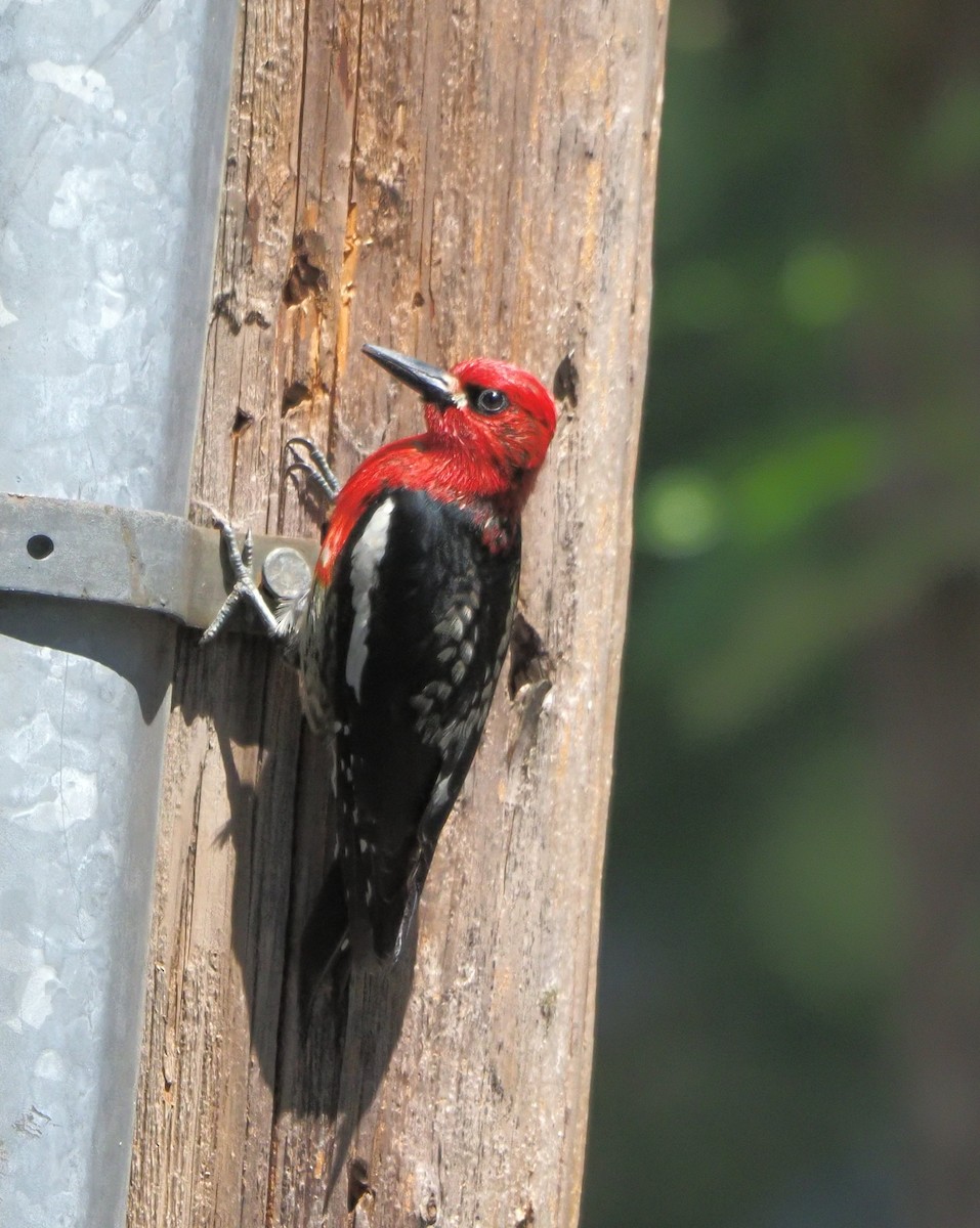 Red-breasted Sapsucker - ML583825391