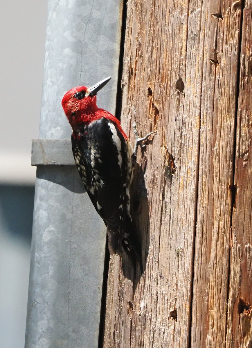 Red-breasted Sapsucker - ML583825401