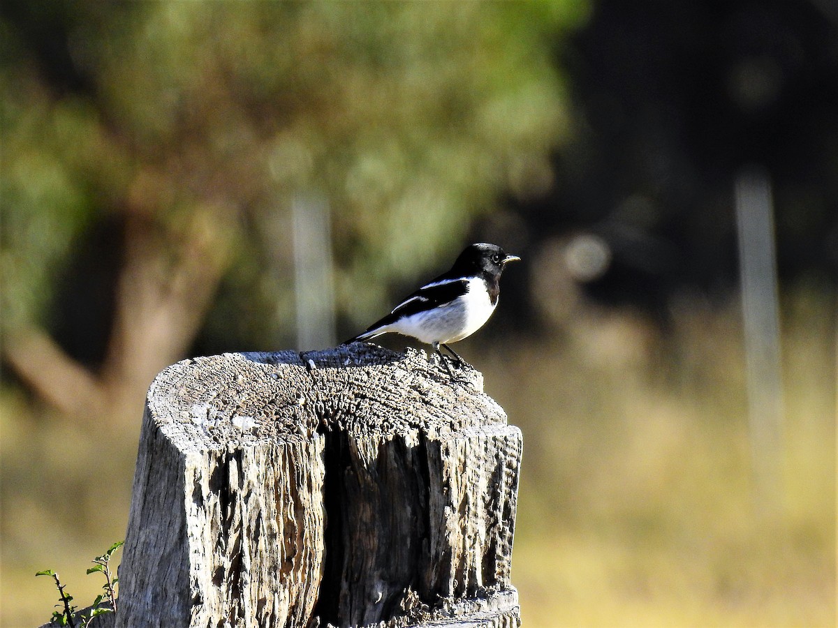 Hooded Robin - Sue Lee