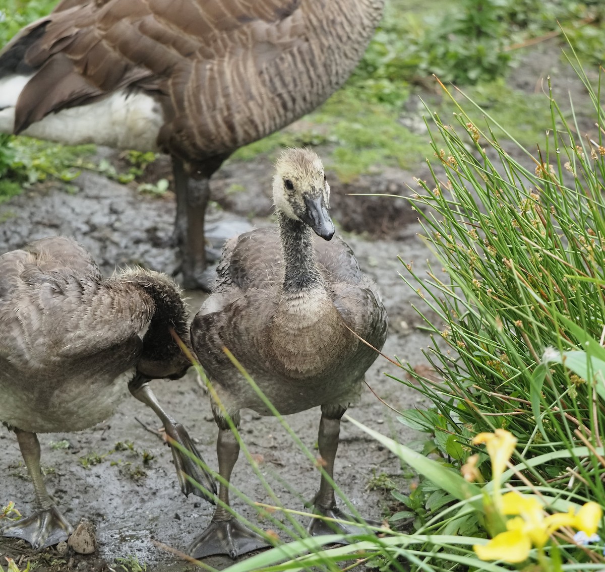 Canada Goose - ML583825921