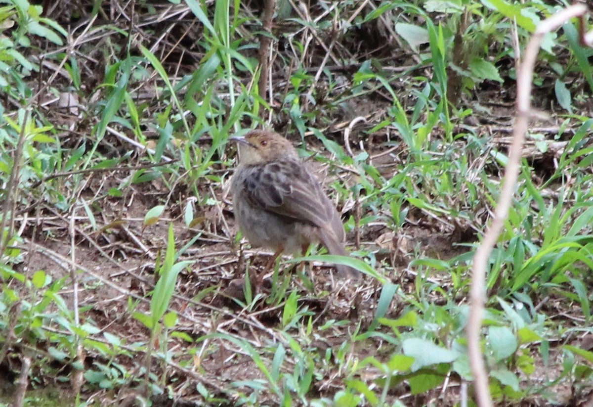 Wailing Cisticola - David Guarnieri