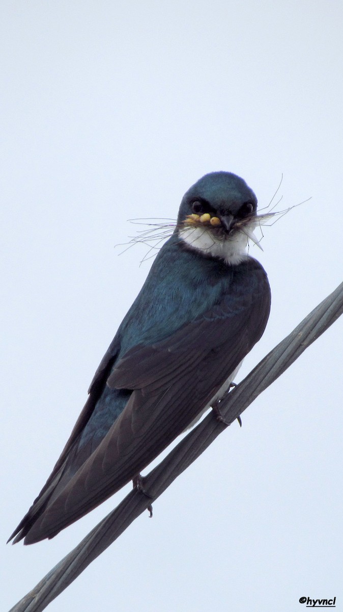 Tree Swallow - ML58382711