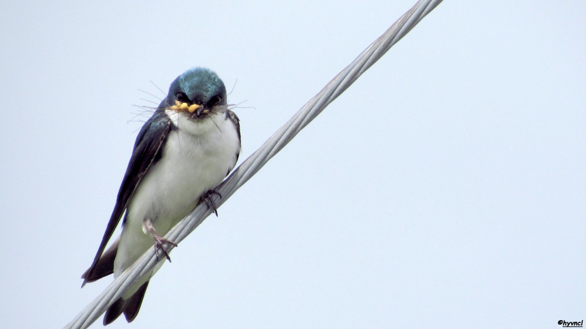 Tree Swallow - Ozgun Sozuer