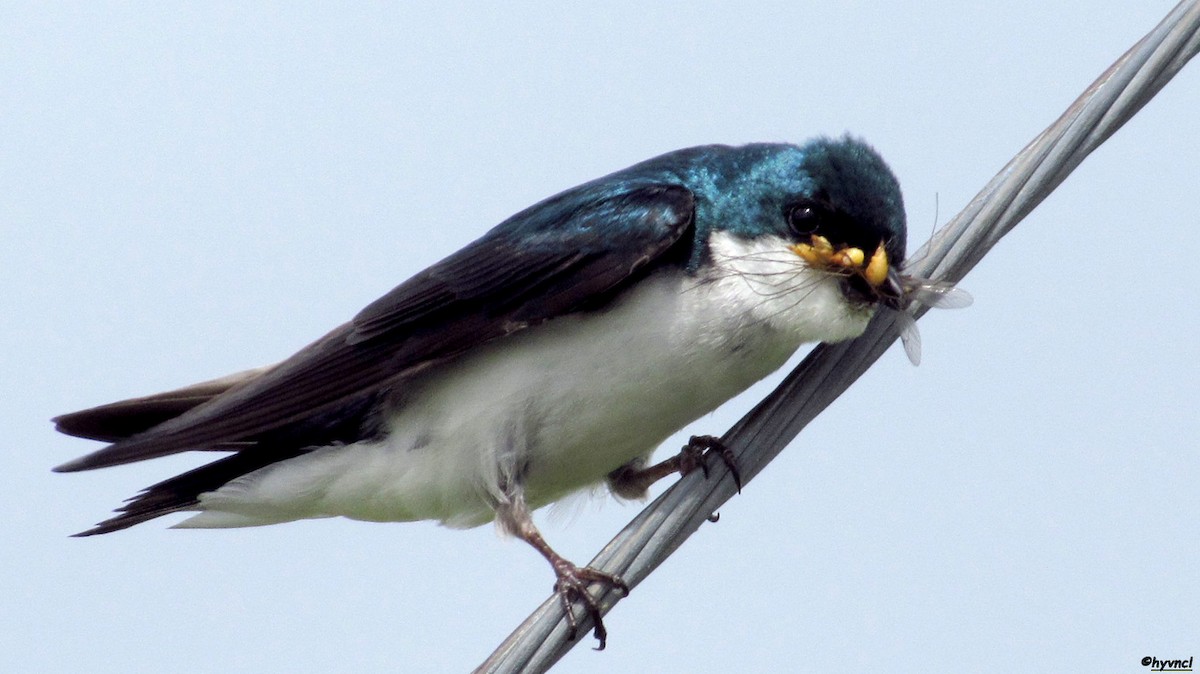 Tree Swallow - Ozgun Sozuer