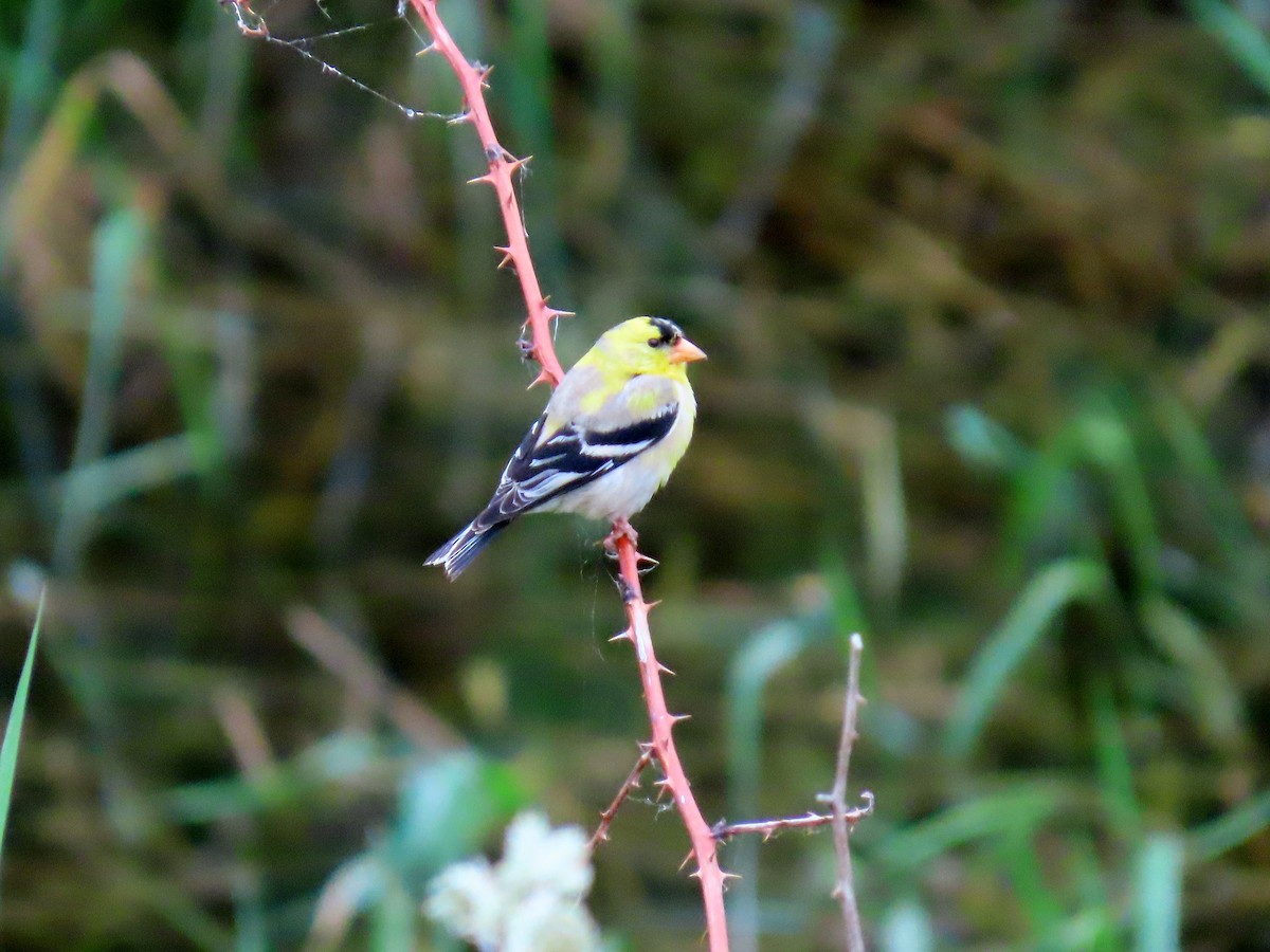 American Goldfinch - ML583828281