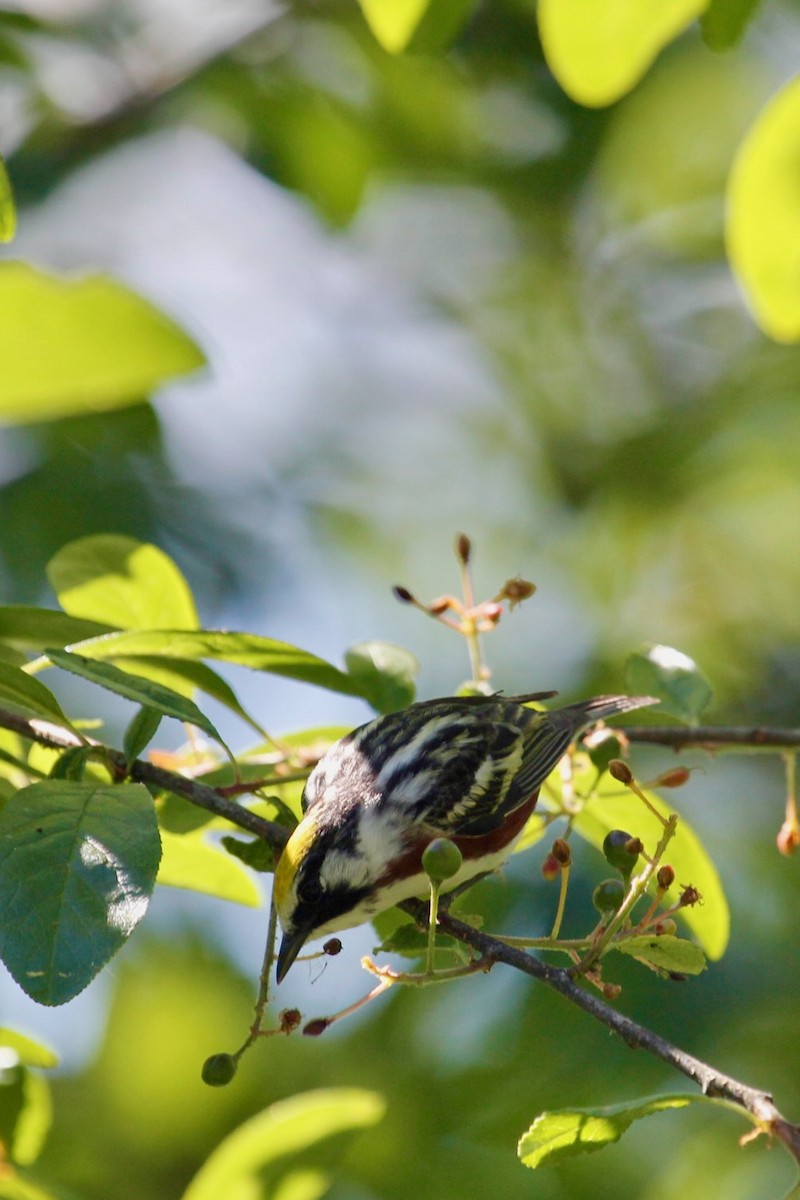 Chestnut-sided Warbler - Jennifer Standish