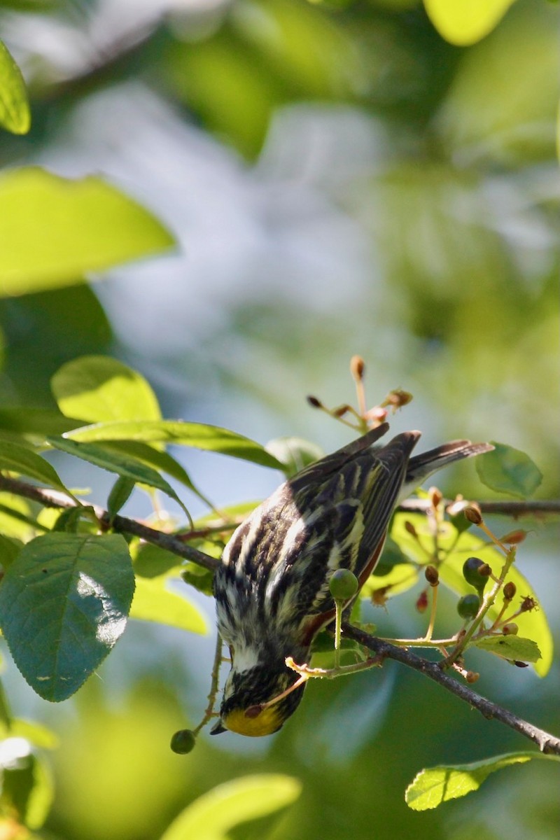 Chestnut-sided Warbler - ML583828321