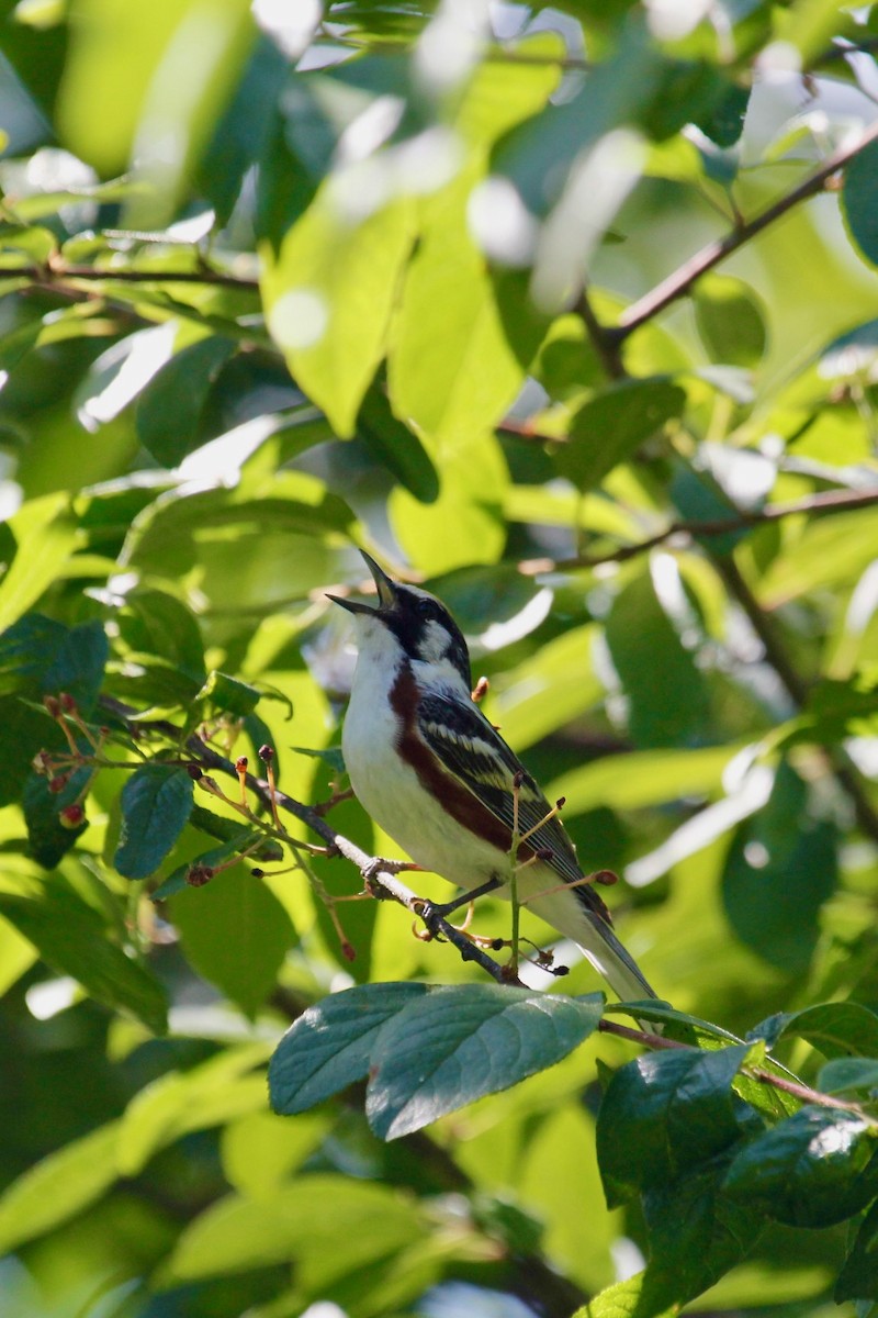 Chestnut-sided Warbler - ML583828331