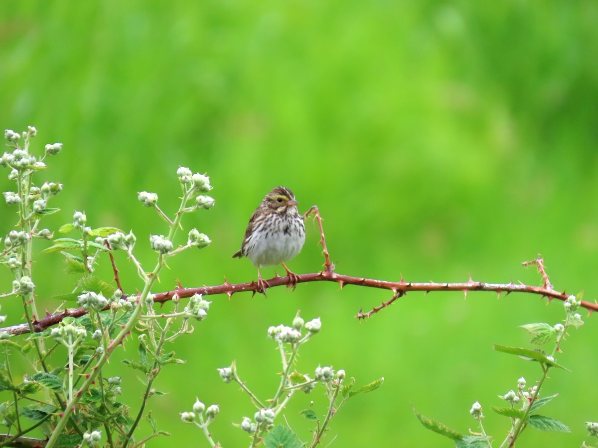 Savannah Sparrow - ML583828371