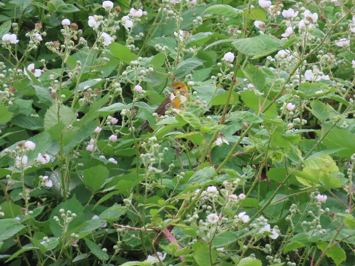 Bullock's Oriole - ML583828431