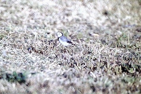 White-fronted Chat - ML583828591