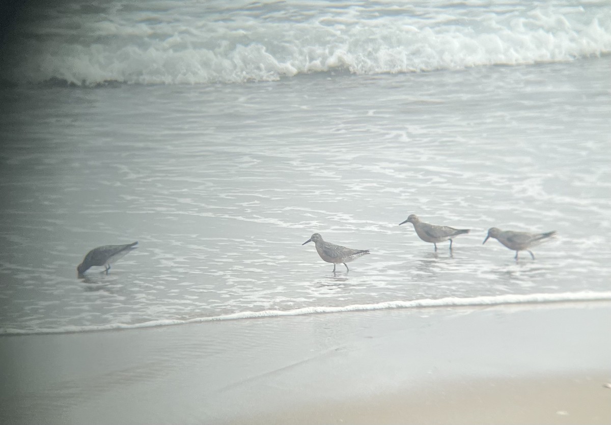 Red Knot - ML583828621