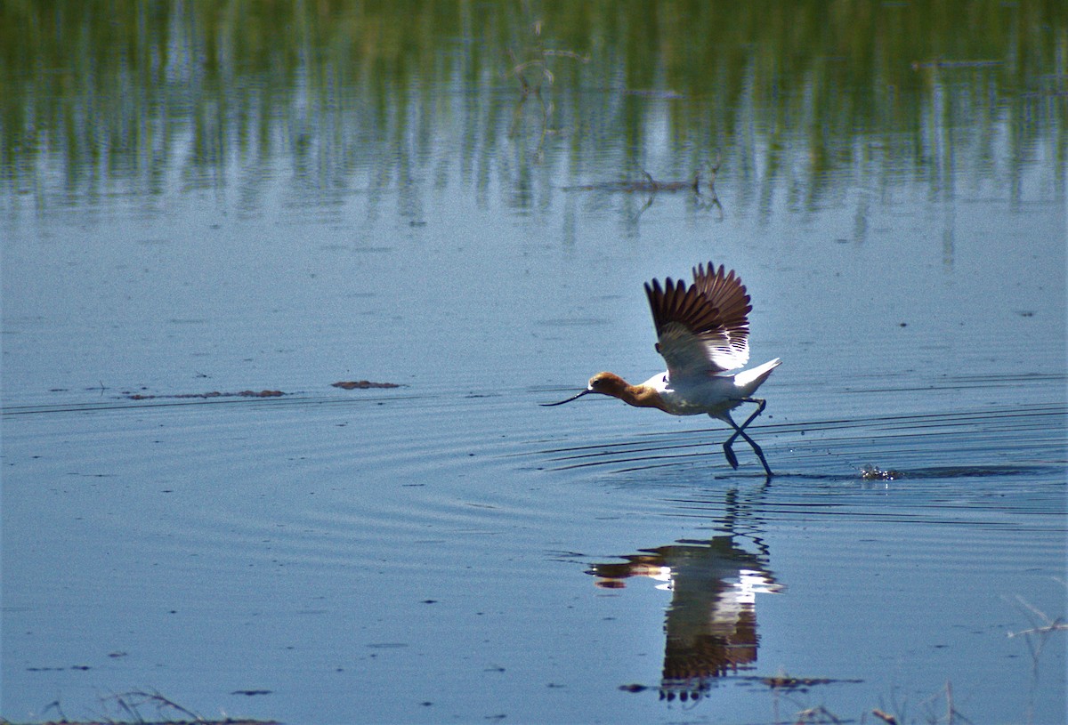 American Avocet - Kenneth Rust