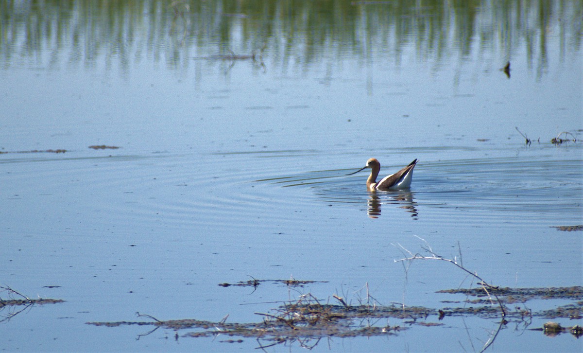 American Avocet - ML583829081