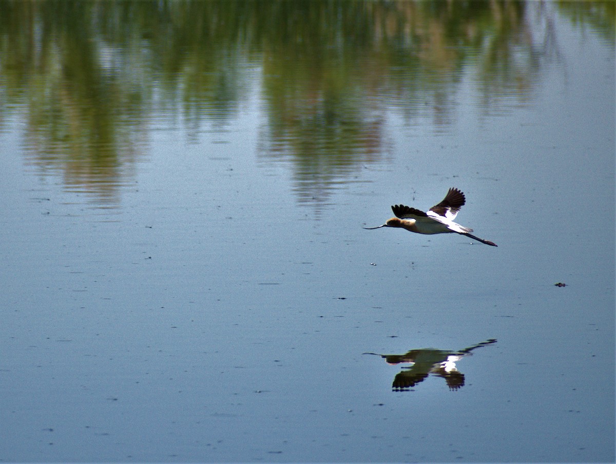 American Avocet - ML583829111