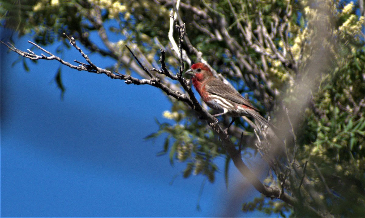 House Finch - ML583829181