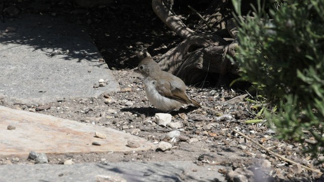 Oak Titmouse - ML583829221