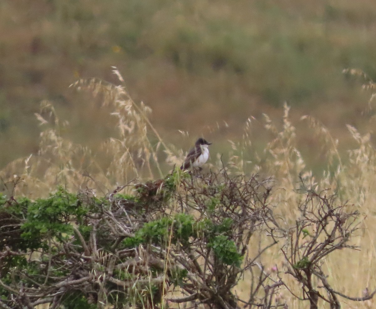 Eastern Kingbird - Bob A