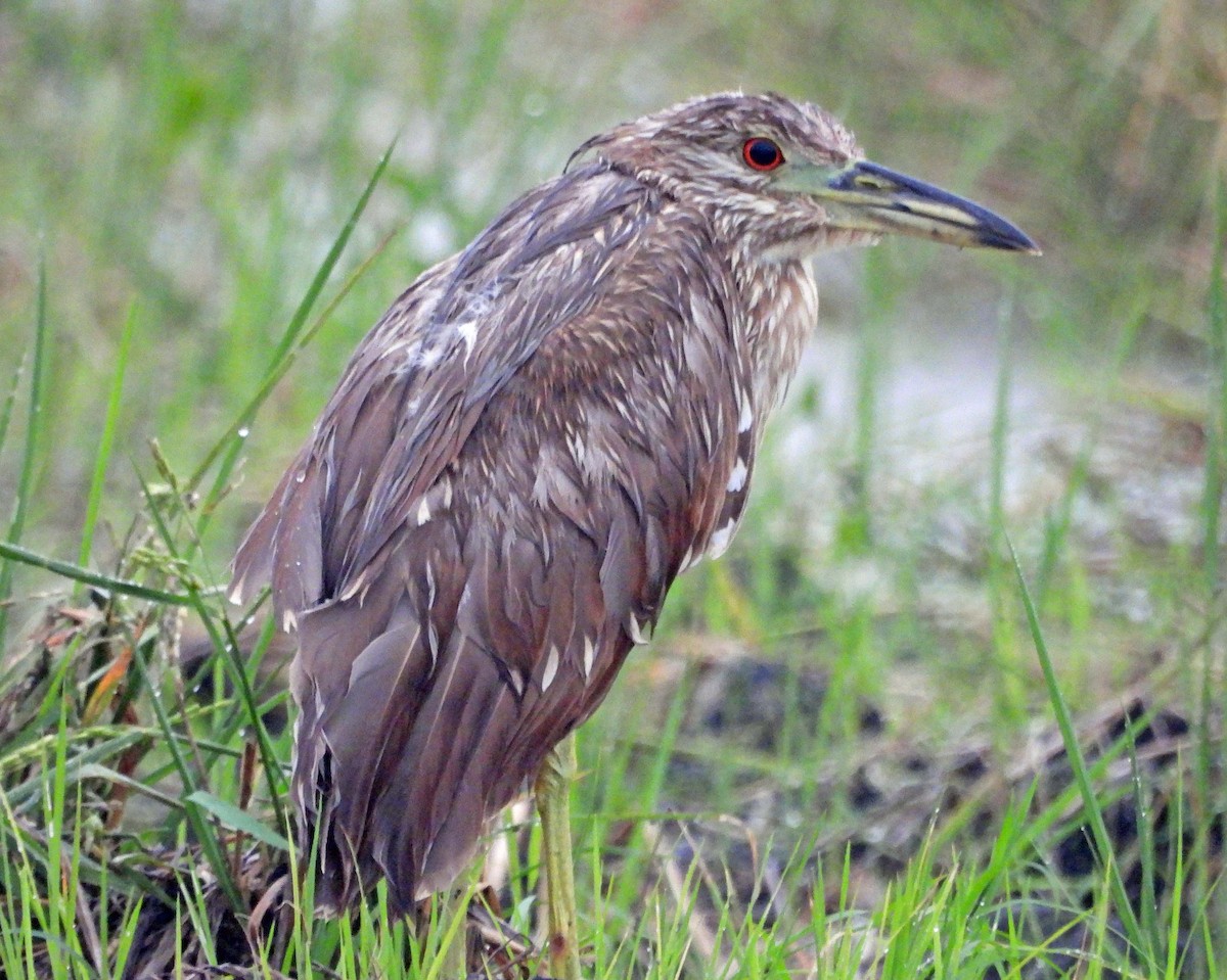 Black-crowned Night Heron - ML583829411