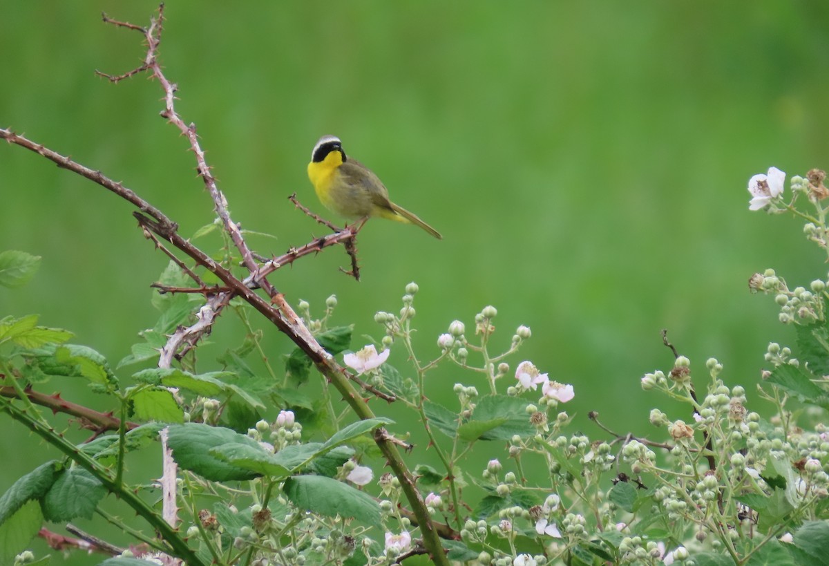 Common Yellowthroat - Kathy Stewart