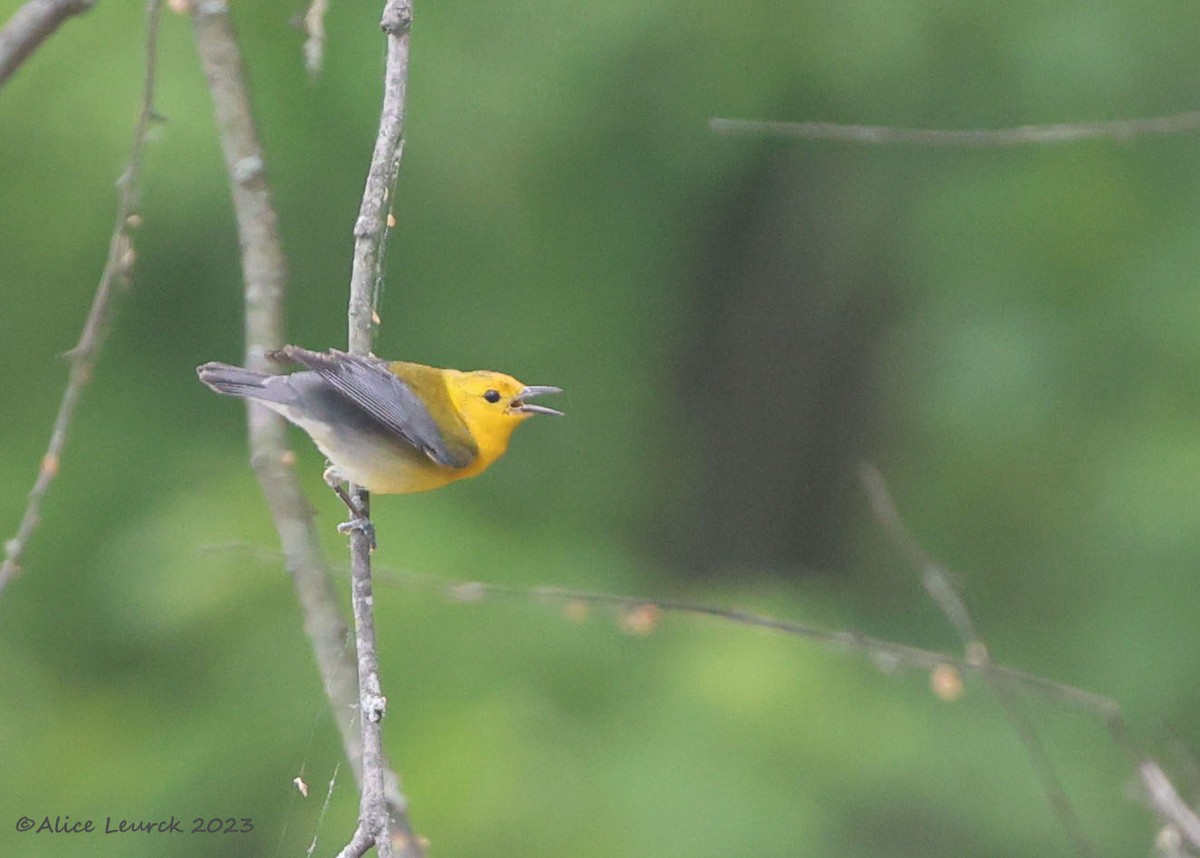 Prothonotary Warbler - ML583830021