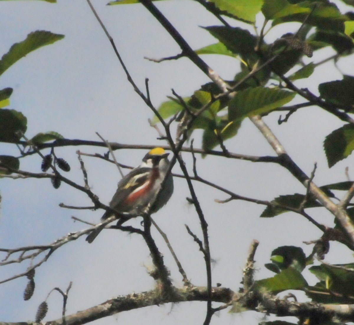 Chestnut-sided Warbler - ML583830061